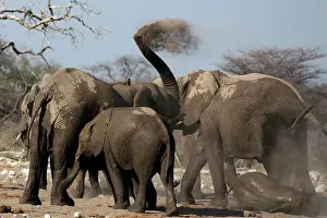 170122: Elephants, after bathing, like to spray sand or dust on thei
