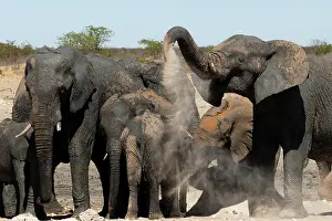 170122: Elephants, after bathing, like to spray sand or dust on thei