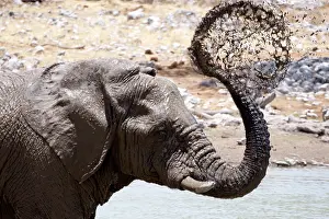 310122: Elephants, after bathing, like to spray sand or dust on thei
