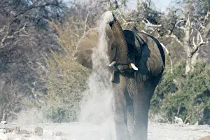 Thei: Elephants, after bathing, like to spray sand or dust on thei