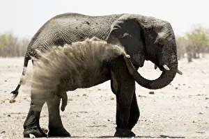 310122: Elephants, after bathing, like to spray sand or dust on thei