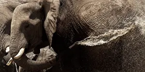 310122: Elephants, after bathing, like to spray water on their skin