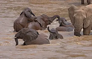 Bathe: Elephants bathing in the river, Samburu