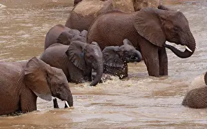 Bathe: Elephants bathing in the river, Samburu