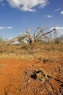 Destructive: Elephants competing for food strip bark off trees