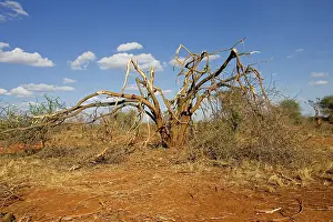 Destructive: Elephants competing for food strip bark off trees