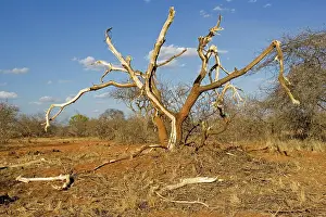 Destructive: Elephants competing for food strip bark off trees