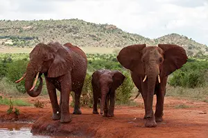 Tsavo: Elephants and cub (Loxodonta africana)
