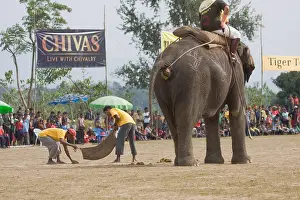 Competitions: Elephants defecating at the World Elephant Polo Terai Nepal