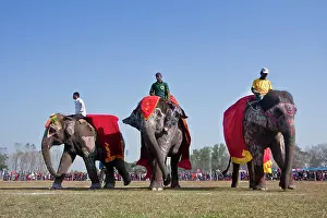 Competitions: Elephants dressed - Elephant festival Chitwan Nepal