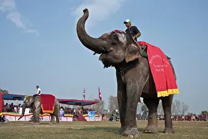 Competitions: Elephants dressed - Elephant festival Chitwan Nepal