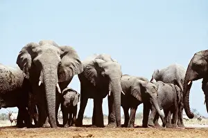 Clem Haagner: ELEPHANTS DRINKING