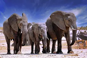 Nosed: Elephants (Loxodonta africana), Etosha National