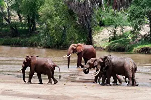 Tsavo: Elephants (Loxodonta africana), Tsavo East