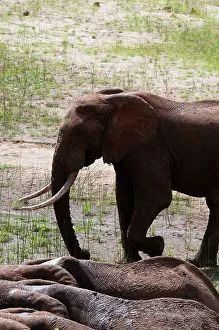 Tsavo: Elephants (Loxodonta africana), Tsavo East