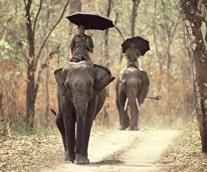 Equatorial: Elephants with their mahouts in Sal forest Chitwan Nepal