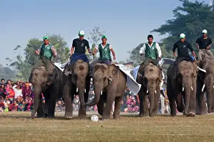 Competitions: Elephants playing football - Elephant festival Chitwan Nepal