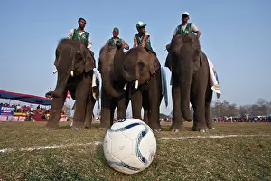 Competitions: Elephants playing football - Elephant festival Chitwan Nepal