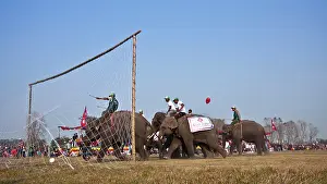 Competitions: Elephants playing football - Elephant festival Chitwan Nepal