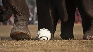 Competitions: Elephants playing football - Elephant festival Chitwan Nepal
