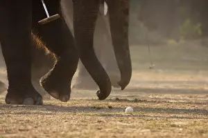 Bardia: Elephants playing at the World Elephant Polo Terai Nepal
