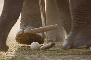 Bardia: Elephants playing at the World Elephant Polo Terai Nepal
