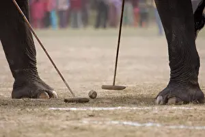 Bardia: Elephants playing at the World Elephant Polo Terai Nepal