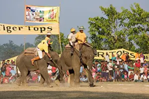 Tamed: Elephants playing at the World Elephant Polo Terai Nepal