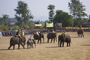 Competitions: Elephants playing at the World Elephant Polo Terai Nepal