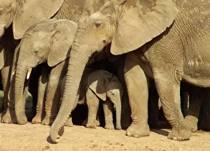 John K Henwood M.r.c.v.s: Elephants protecting their calves - Close up of