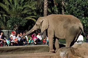 Diego: Elephants - in San Diego zoo