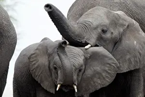 Scan: elephants often scan their surroundings by sniffing the air