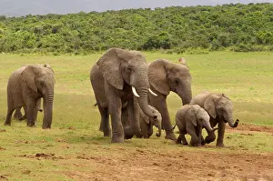 John K Henwood M.r.c.v.s: Elephants Scenting Water