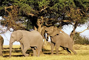 Camelthorns: ELEPHANTS - shaking down Camelthorn pods to eat