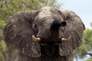 Scan: Elephants use their trunk to scan environment. Kaudom Nation