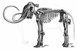 Consumer: Elephas, Extant Cenozoic Mammal