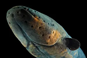 Electric: Eletric eel (Electrophorus electricus), animal portrait
