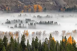 Teton: Elevated view of aspen and cottonwood trees in morning