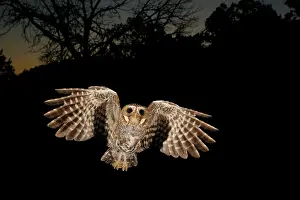 Whitneyi: Elf Owl
