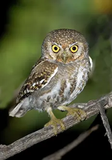 Whitneyi: Elf Owl