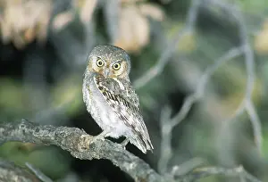 Whitneyi: Elf Owl