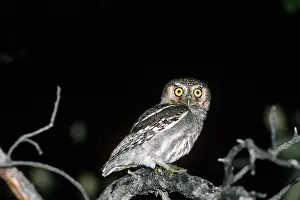 Whitneyi: Elf Owl