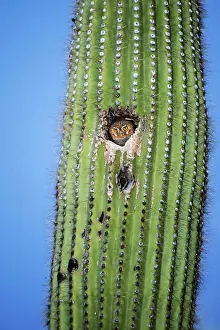 Home: Elf Owl