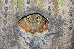 Whitneyi: Elf Owl - In nest cavity in saguaro - Carnegiea gigantea