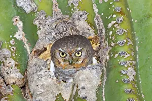 Whitneyi: Elf Owl. In nest cavity in saguaro, Carnegiea gigantea