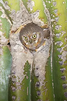 Whitneyi: Elf Owl - in nest cavity in Saguaro (Carnegiea gigantea)