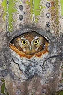 Whitneyi: Elf Owl - in nest cavity in Saguaro (Carnegiea gigantea)