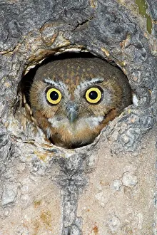 Cavities: Elf Owl nesting in tree cavity