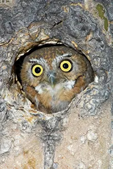 Cavities: Elf Owl nesting in tree cavity
