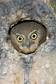 Cavities: Elf Owl nesting in tree cavity
